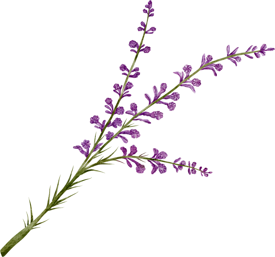 watercolor vervain