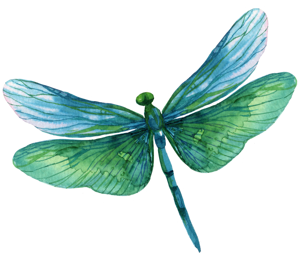 Dragonfly Watercolor