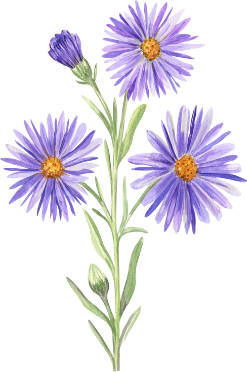 Aster Flower Watercolor Drawing