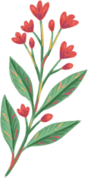 Sandalwood Plant Drawing